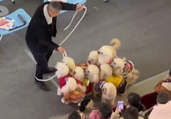 Những Bé Cún Poodle Biết Nhảy Dây